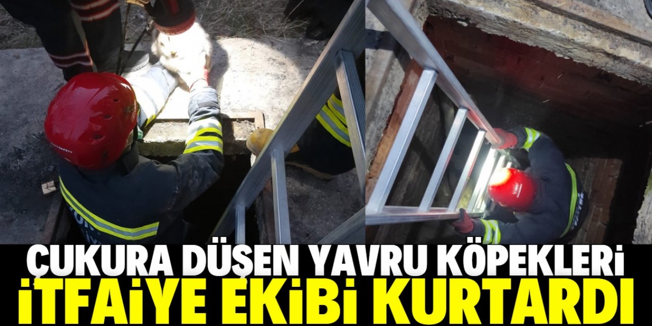 Konya'da çukura düşen yavru köpekleri itfaiye kurtardı