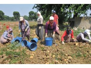 Patates Fiyatı Türkiye Genelinde Tavan Yaptı