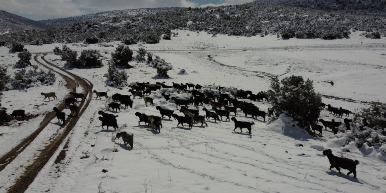 Beyşehir'de çobanlar yoğun kar yağışının zorluklarında keçilerini besliyor