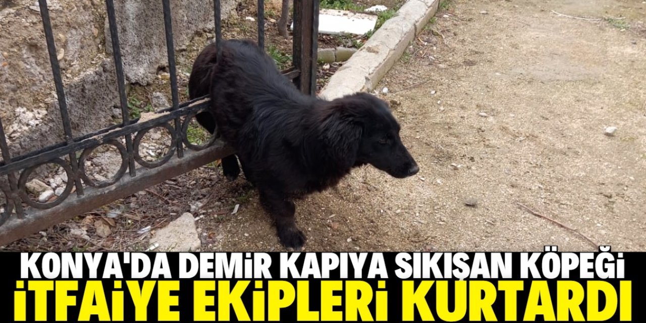 Konya'da mezarlığın demir kapısına sıkışan köpeği itfaiye ekipleri kurtardı