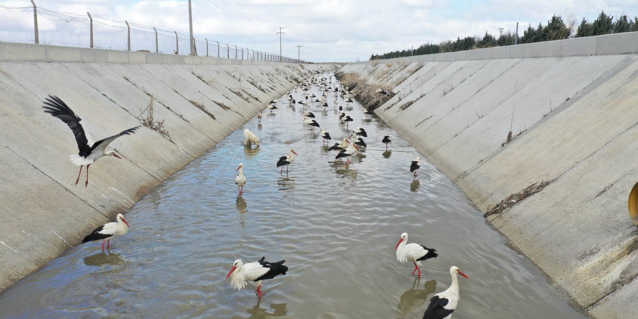 Göç yolundaki leyleklerin 'kanal' molası