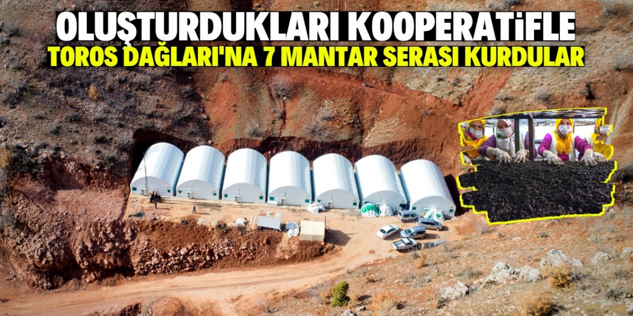 Toros Dağları'ndaki seralarda üretilen mantarlar gelir kapısı oldu