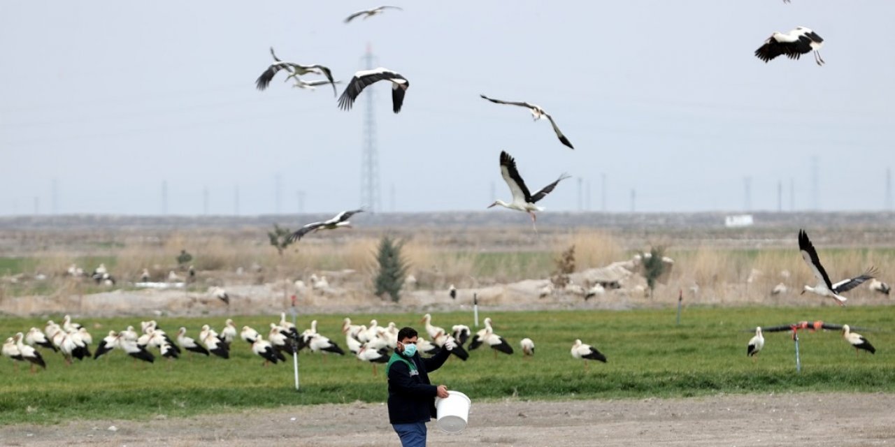 Konya'da tarlalardaki göçmen leylekler balıkla besleniyor