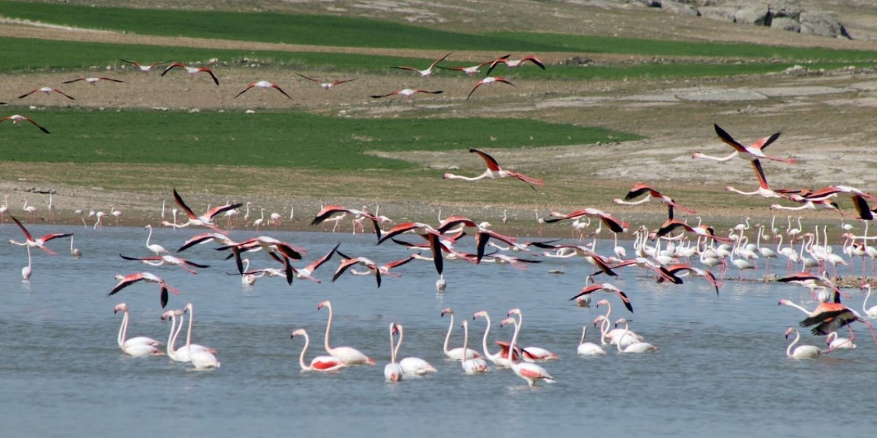 Flamingolar evlerine gelmeye başladı