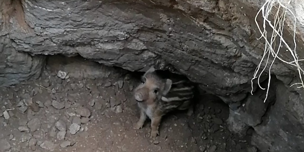 Beyşehir'de tahıl kuyusuna düşen yaban domuzu yavrusu kurtarıldı