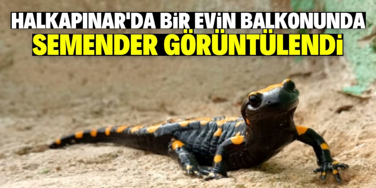 Evinin merdivenlerinde 'semender' görüntüledi