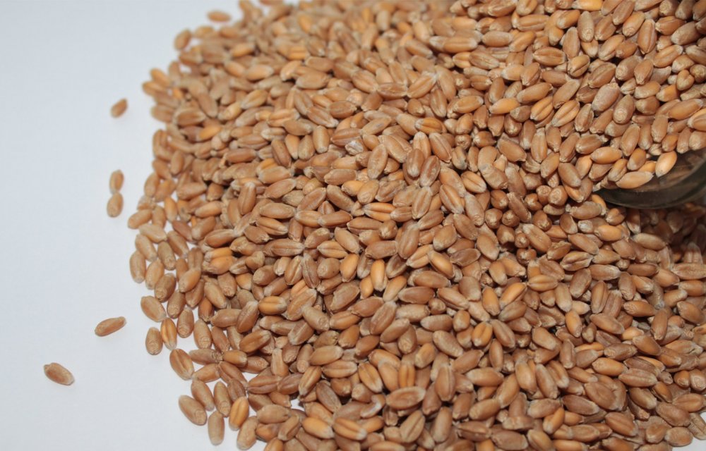 Ekmeklik kırmızı sert buğdayın kilogramı 2,163-2,204 liradan işlem gördü