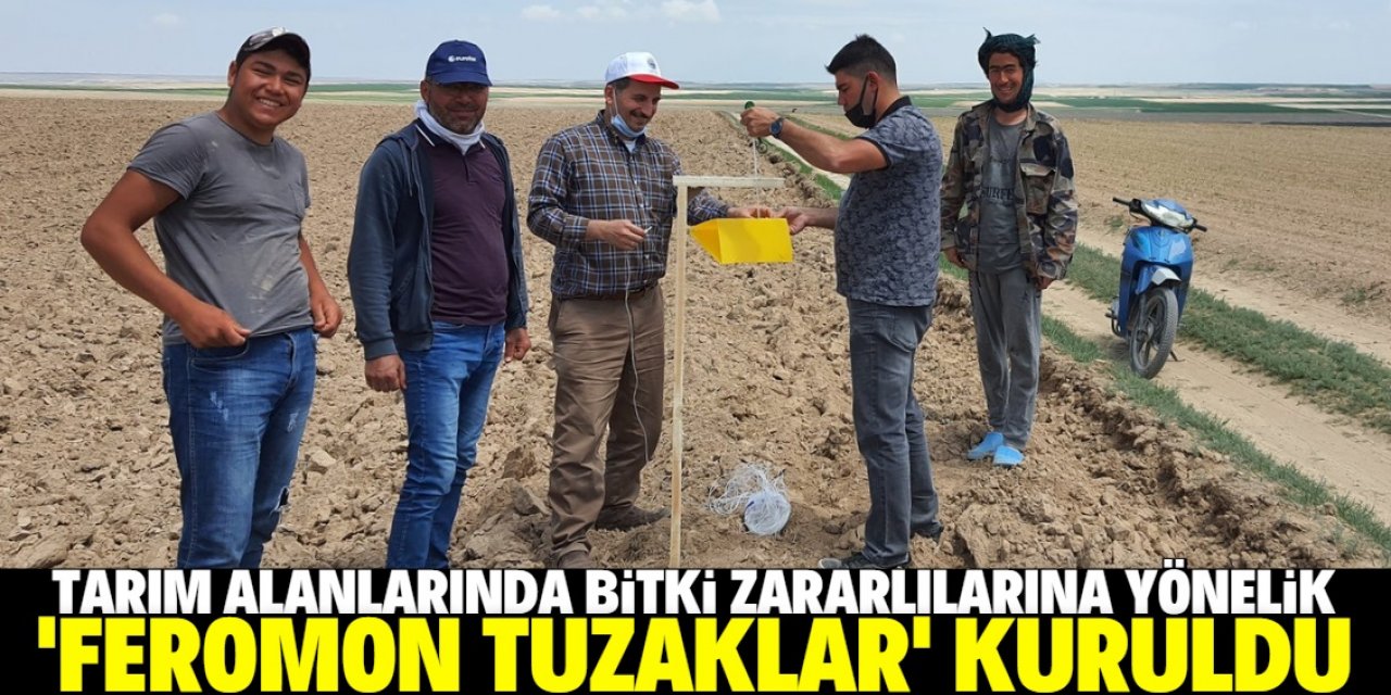 Karapınar'da tarlalarda zararlılara karşı biyoteknik mücadele sürüyor