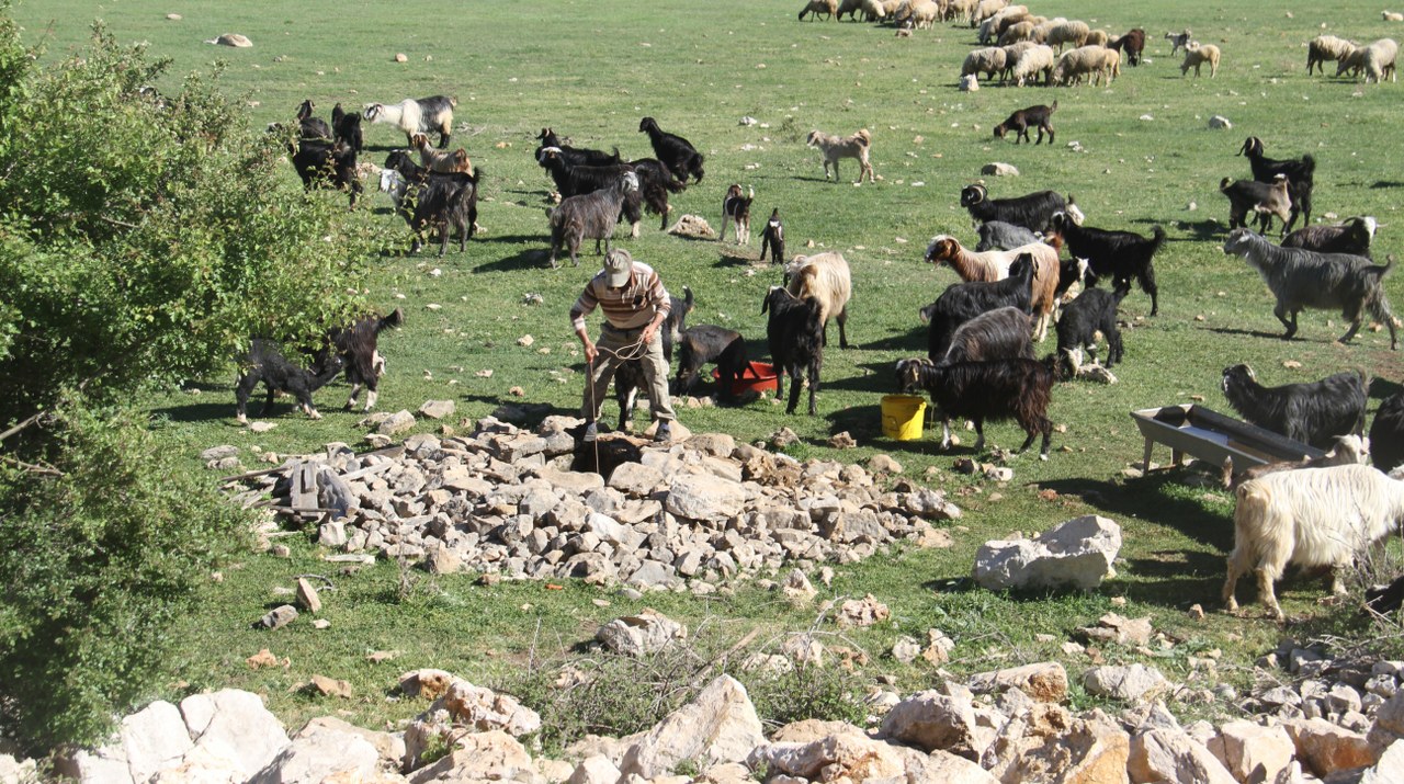 Suların çekildiği Beyşehir Gölü'nde besiciler hayvanların su ihtiyacını kuyulardan karşılıyor
