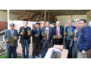 Orhaneli'nde Çilek Üreticiler Malçlı Sisteme Geçiyor