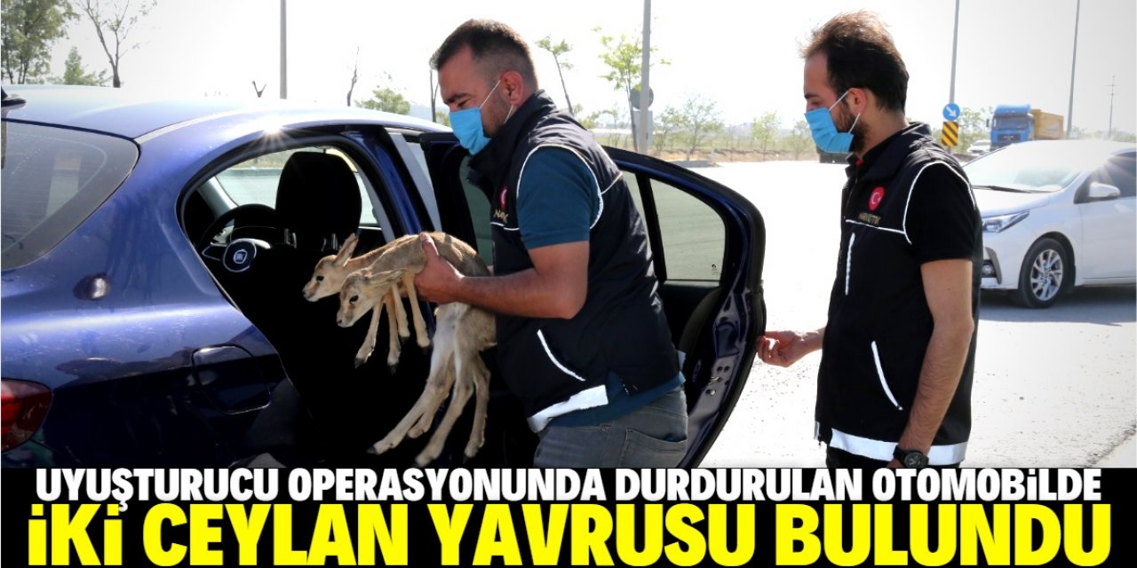 Konya'da uyuşturucu operasyonu kapsamında durdurulan otomobilde iki ceylan yavrusu bulundu