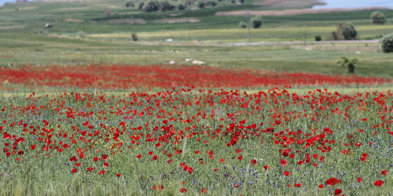 Konya'daki gelincik tarlaları görsel şölen sunuyor