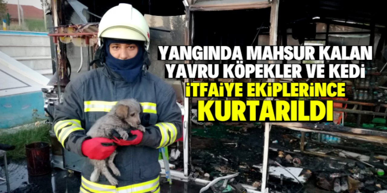 Yangında mahsur kalan yavru köpekler ile kediyi itfaiye kurtardı