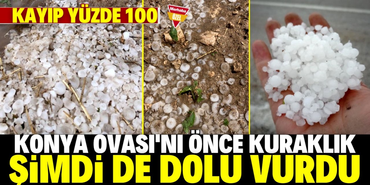 Cihanbeyli'de ürün kaybı yüzde 100!