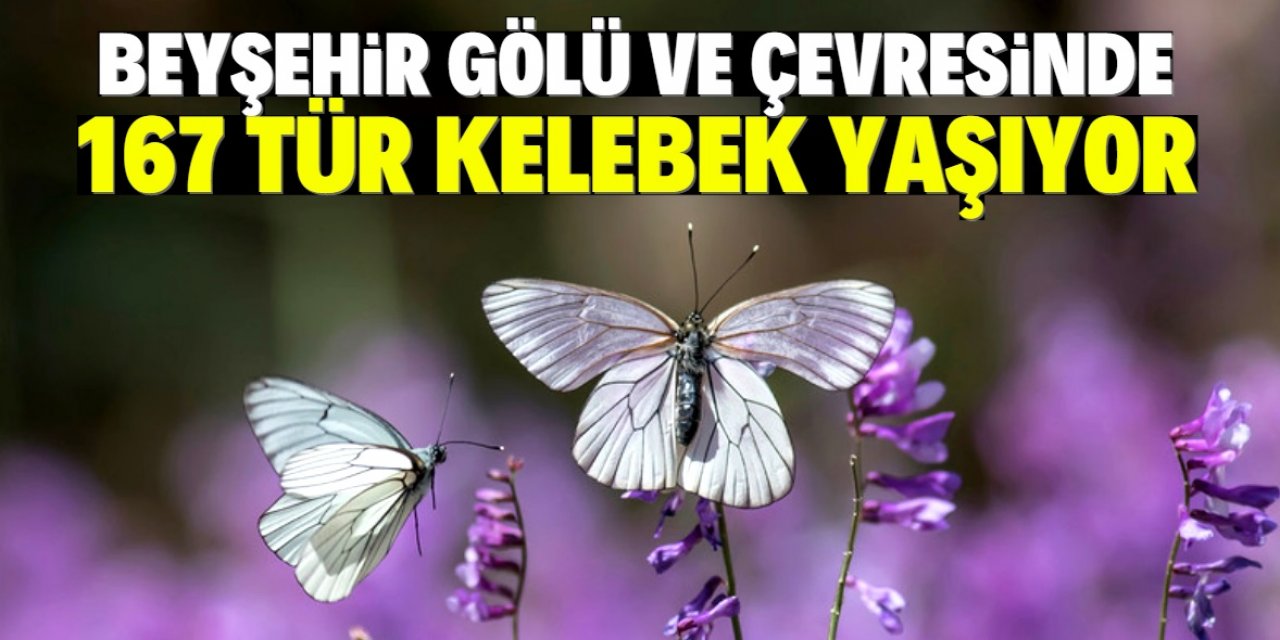 Beyşehir Gölü ve çevresinde 167 tür kelebek yaşıyor