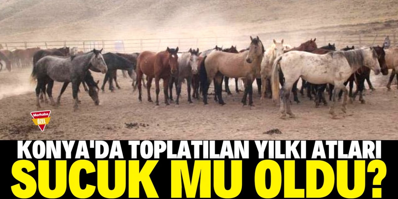 Yılkı atları sucuk yapılıyor iddiası!