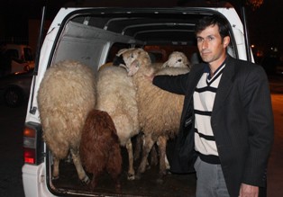 Çalıntı hayvanlarını kulağından tanıdı