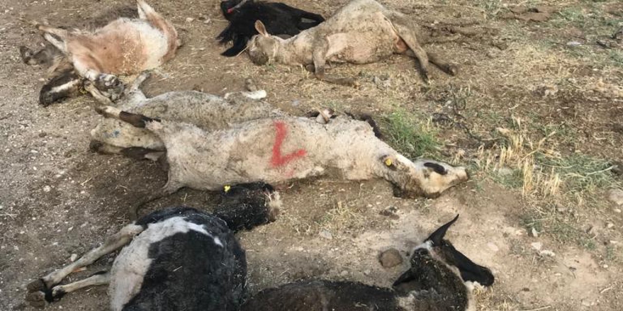 Karaman'da 150 koyunu telef olan üretici destek bekliyor