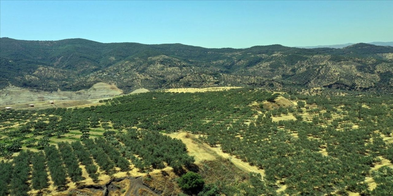 Tarım arazisine dönüştürülen kömür madeni sahasından 6 ülkeye zeytinyağı ihracatı