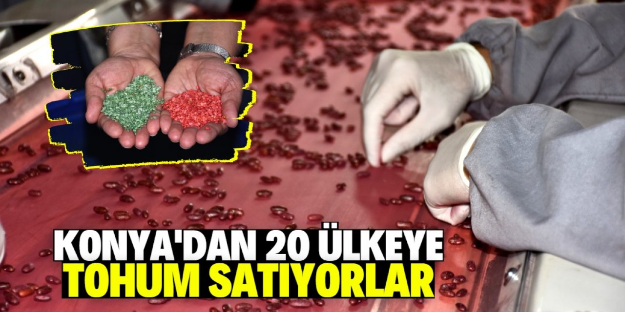 Konya'da bir firmanın ıslah ederek ürettirdiği tohumlar 20 ülkeye satılıyor