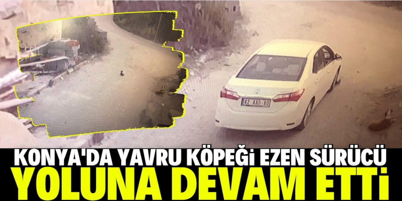 Yavru köpeği ezen sürücü yoluna devam etti