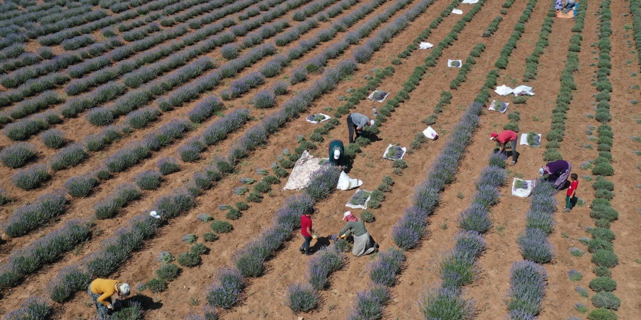 Büyükşehir'den lavanta atağı