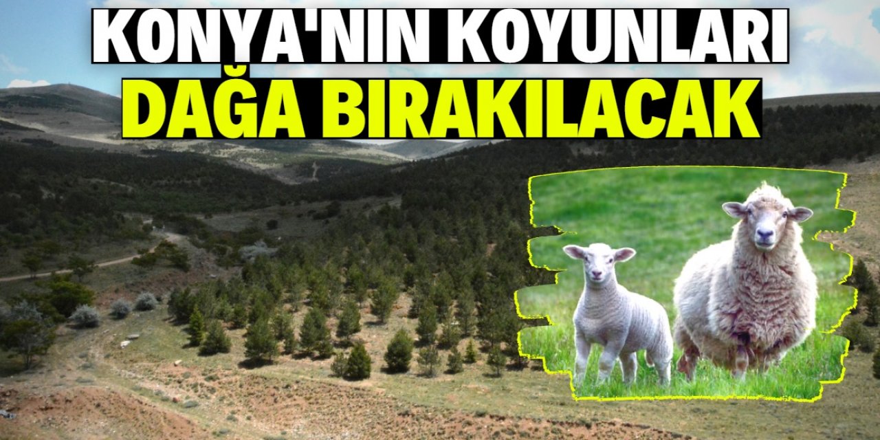 Konya'nın 28 koyunu Kervansaray Dağı'na bırakılacak