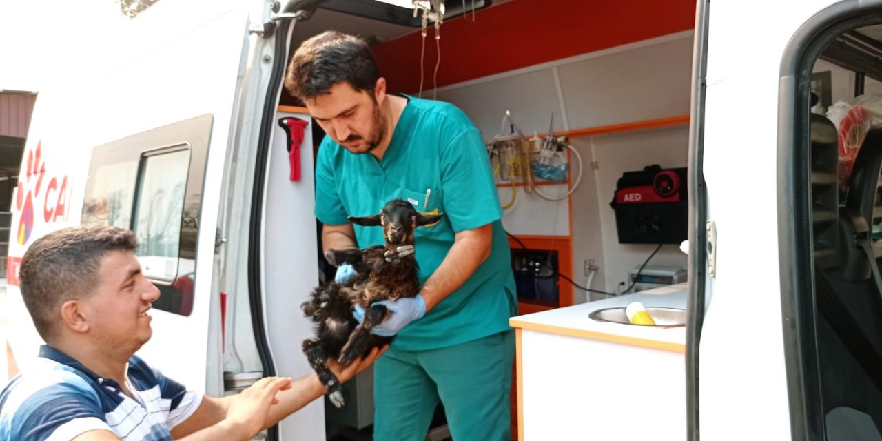 "Canbulan", Manavgat'taki yangında yaralanan hayvanların hayata tutunmasını sağlıyor