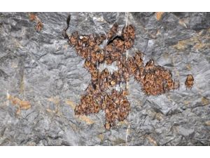 Yarasalar Yeni Mağaralarını Çok Sevdi