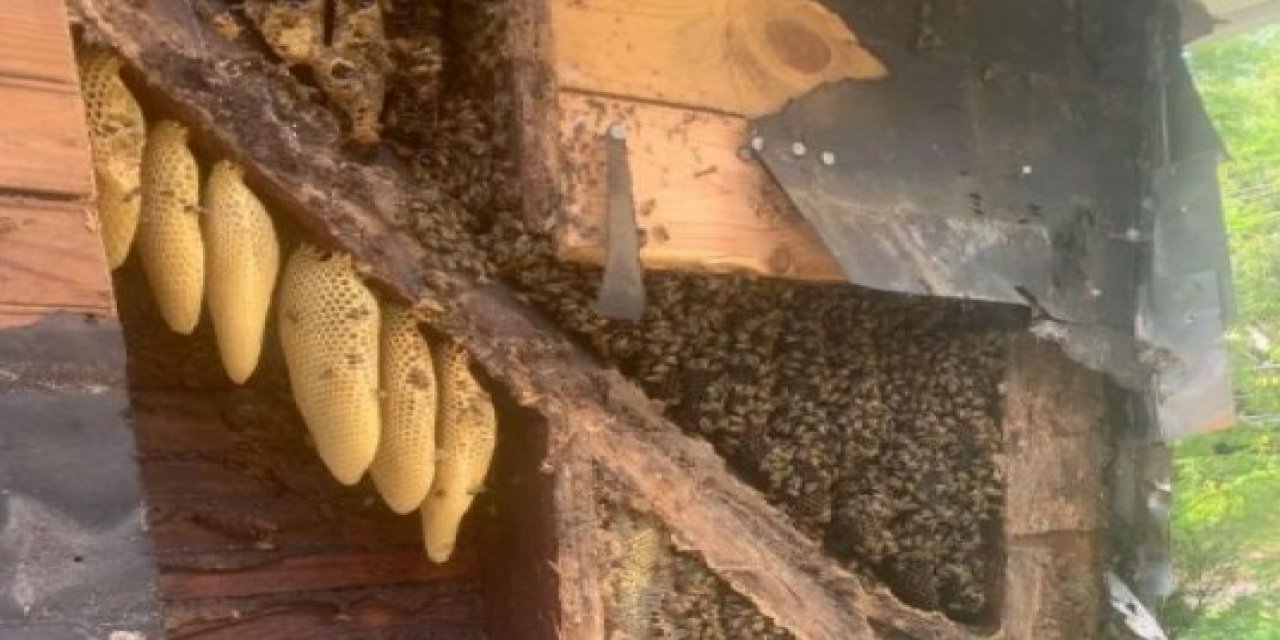 Çiftlik evinin duvarlarından 450 bin arı çıktı