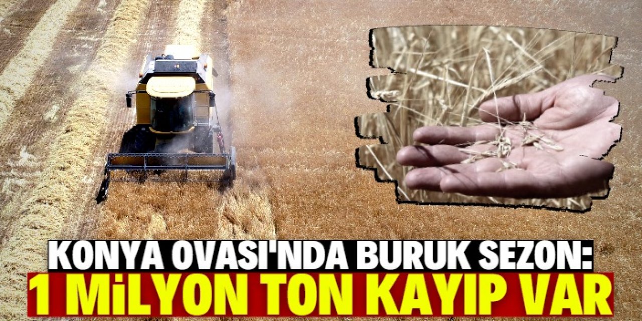 Konya Ovası'nda hububatta kayıp büyük