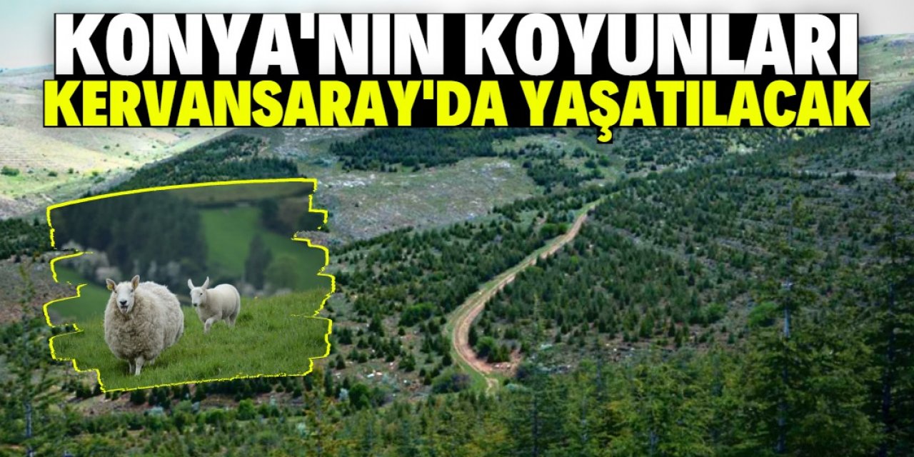 Konya'nın 28 koyunu bu tarihte dağa bırakılacak