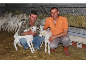 Bafra’da Saanen Keçi Çiftliği Kuran Kazanıyor