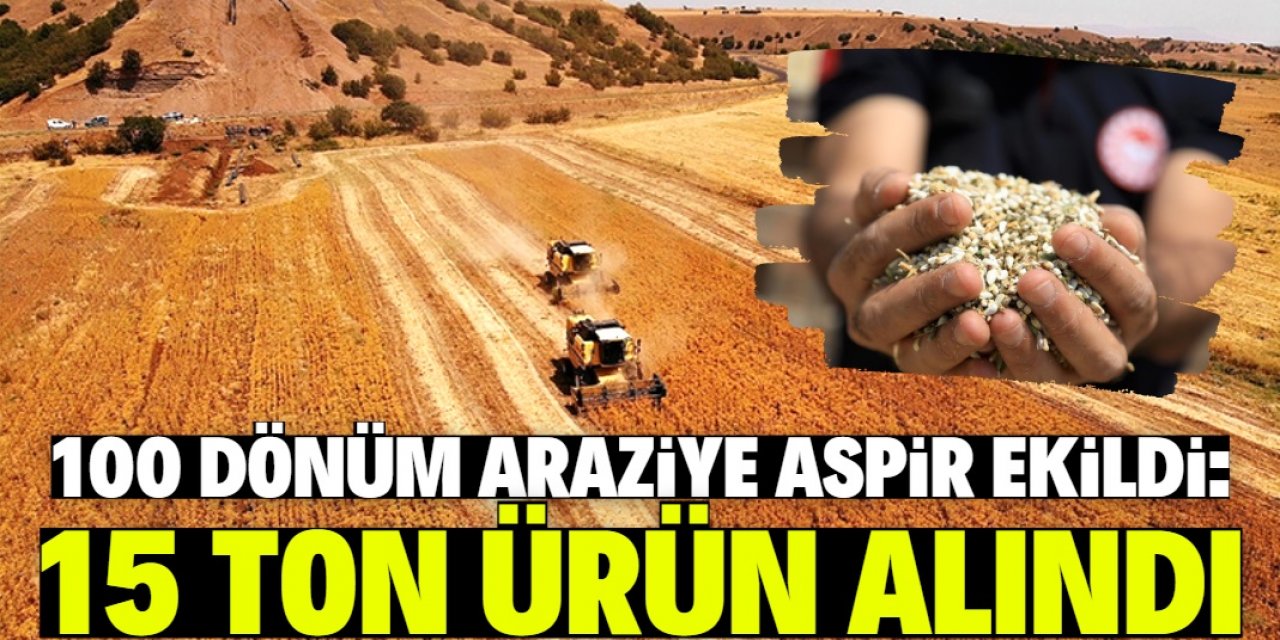 15 yıldır hiçbir üründen verim elde edilemeyen arazide aspir üretildi