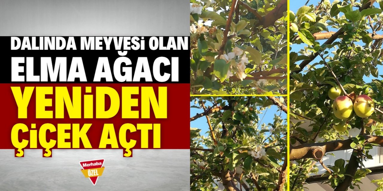 Konya'da dalında meyvesi olan elma ağacı yeniden çiçek açtı