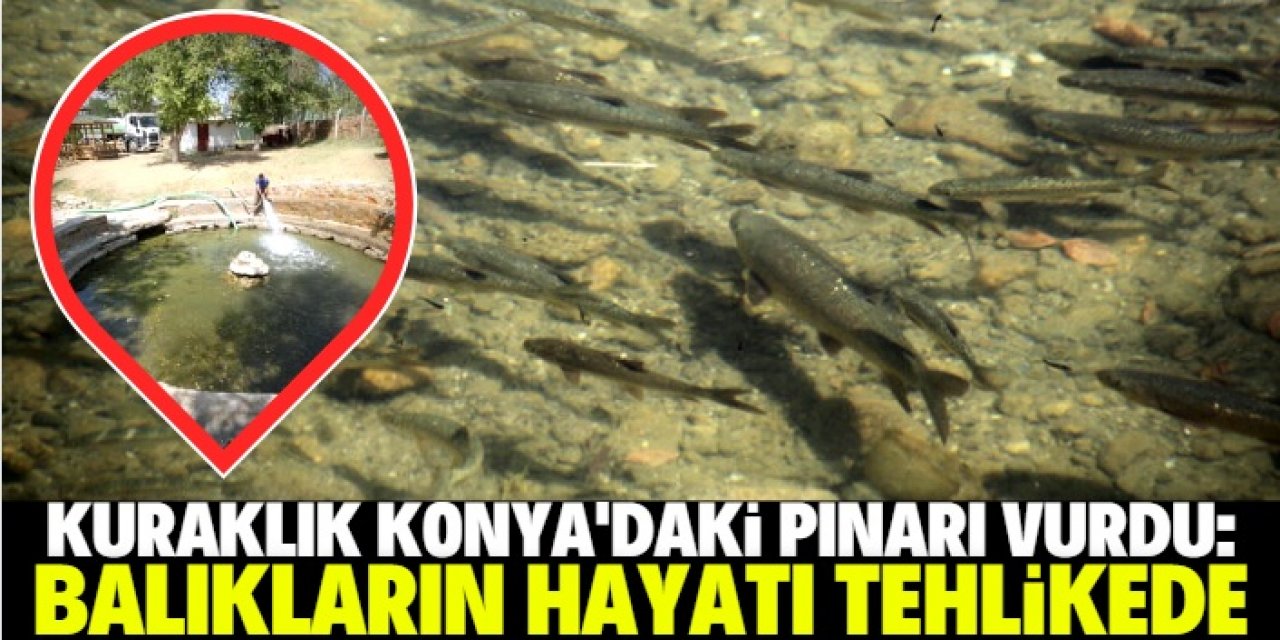 Balıkları yaşatabilmek için hortumlarla pınara su taşıyorlar