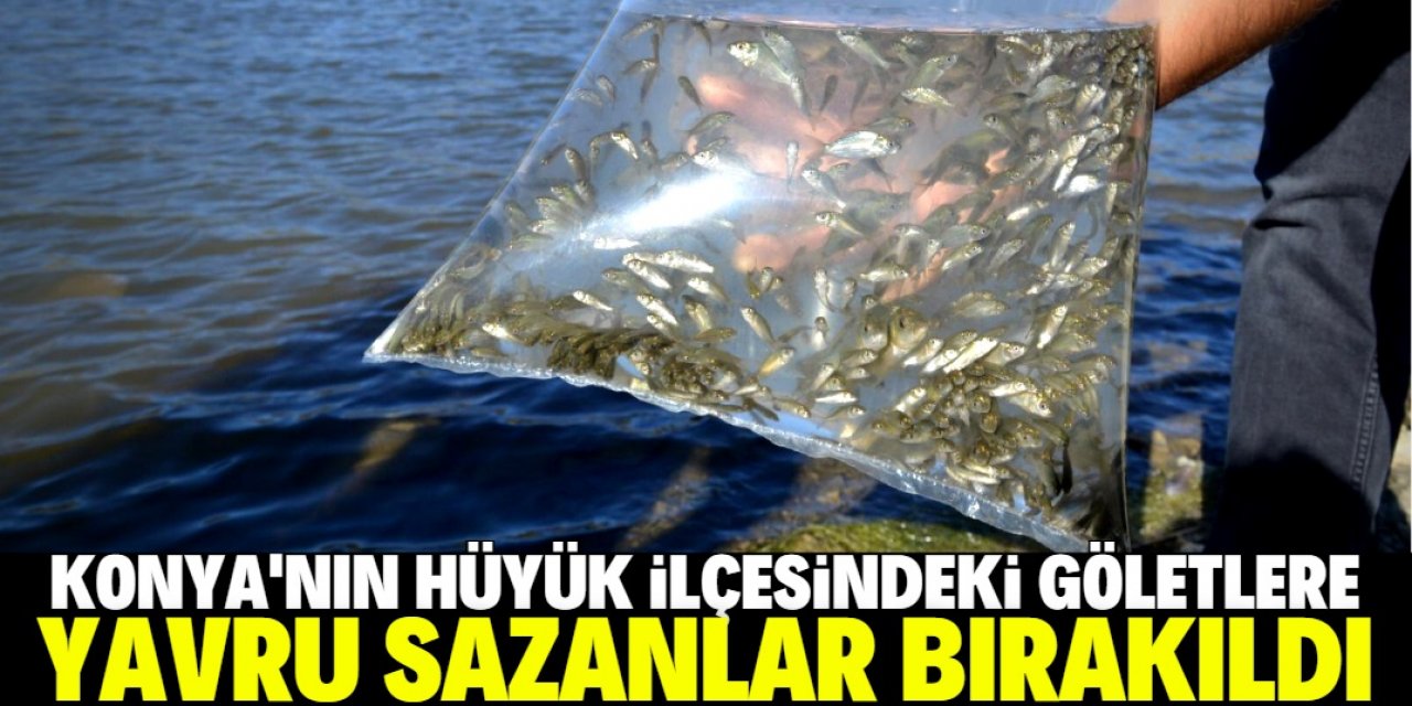 Hüyük'ün göletlerine 71 bin adet yavru sazan balığı bırakıldı