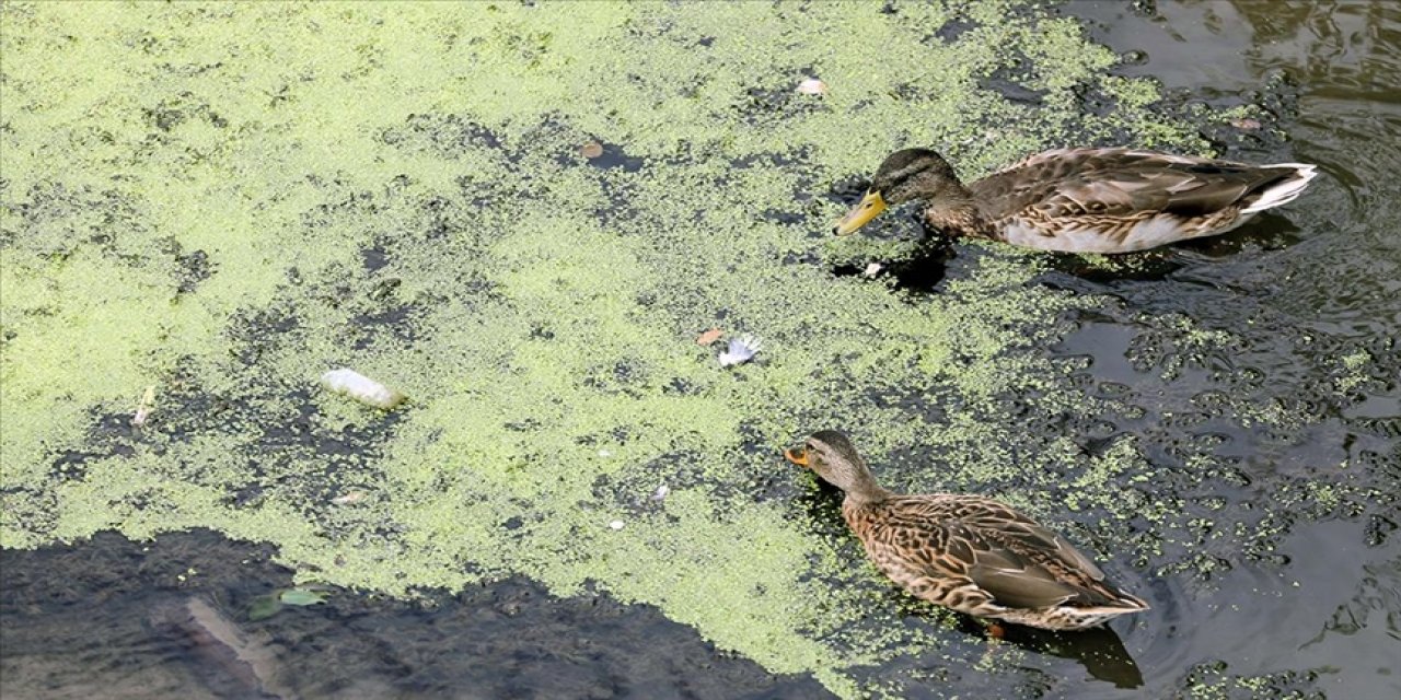 Tunca Nehri'ndeki kirlilik doğal yaşamı olumsuz etkiliyor