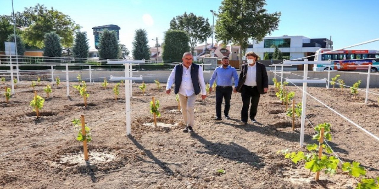 Meram bağları hayat bulacak  