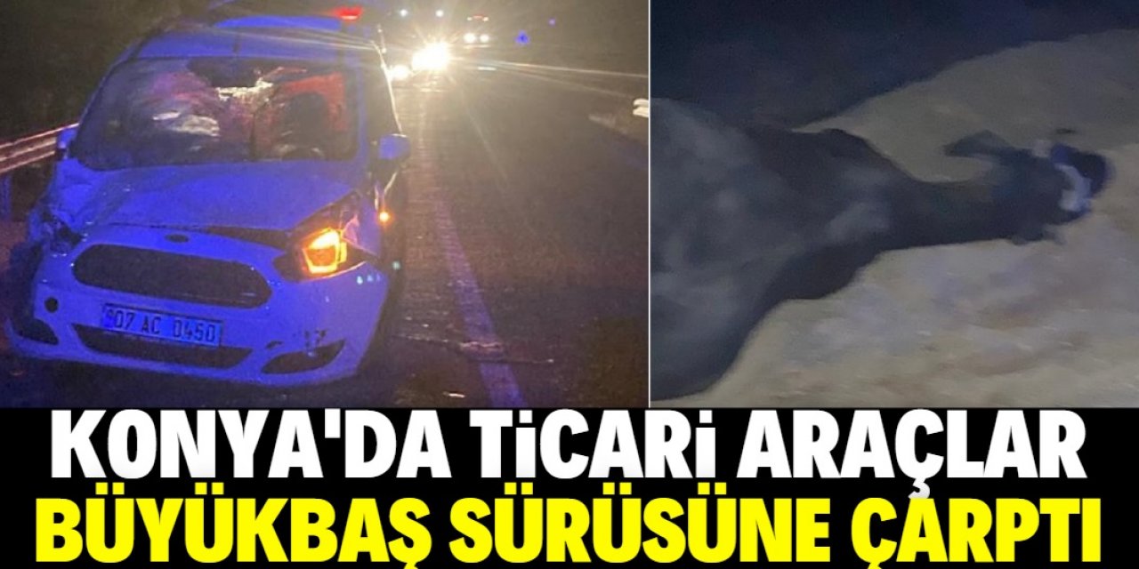 Konya'da iki aracın çarptığı büyükbaş hayvan sürüsündeki 2 hayvan telef oldu