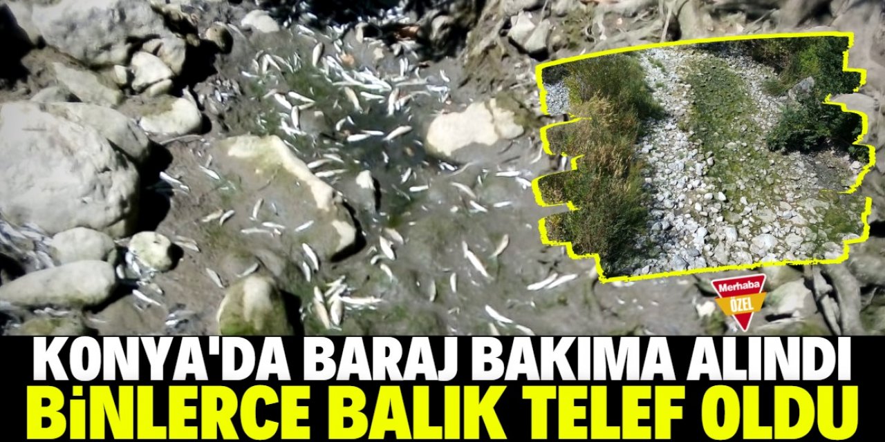 Baraj bakıma alındı balıklar telef oldu