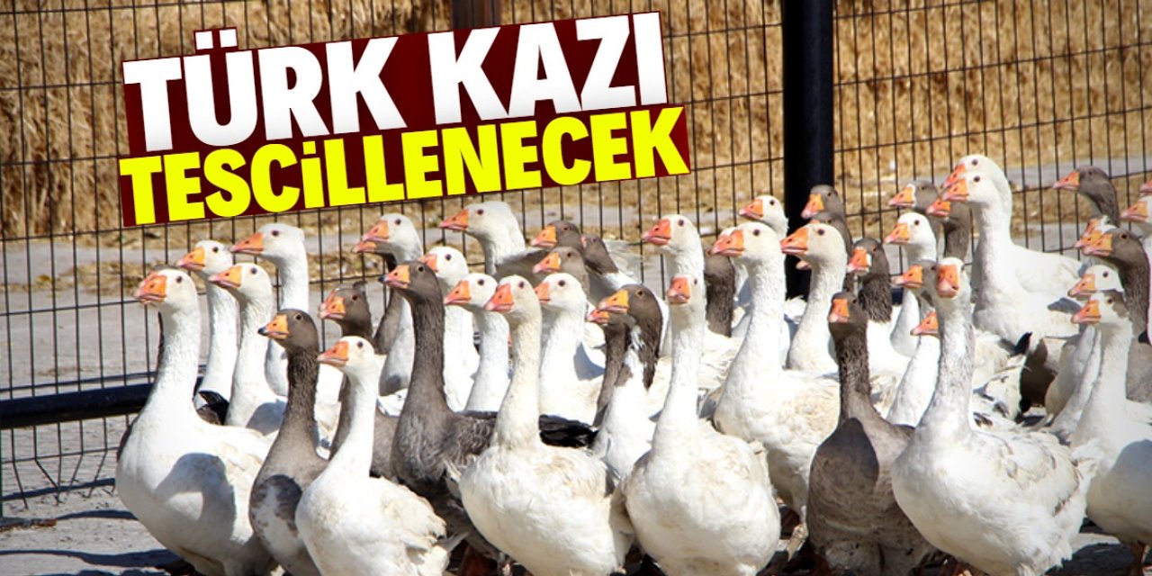 Enstitüde yetiştirilecek kazlar 'Türk kazı' olarak tescillenecek