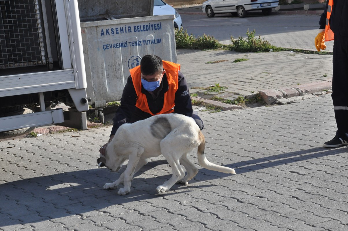 Akşehir'de sokak hayvanları kısırlaştırılıyor