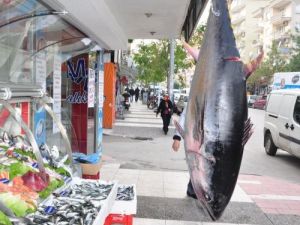 Çanakkale'de Yakalanan Dev Orkinos Manisa'da Satıldı