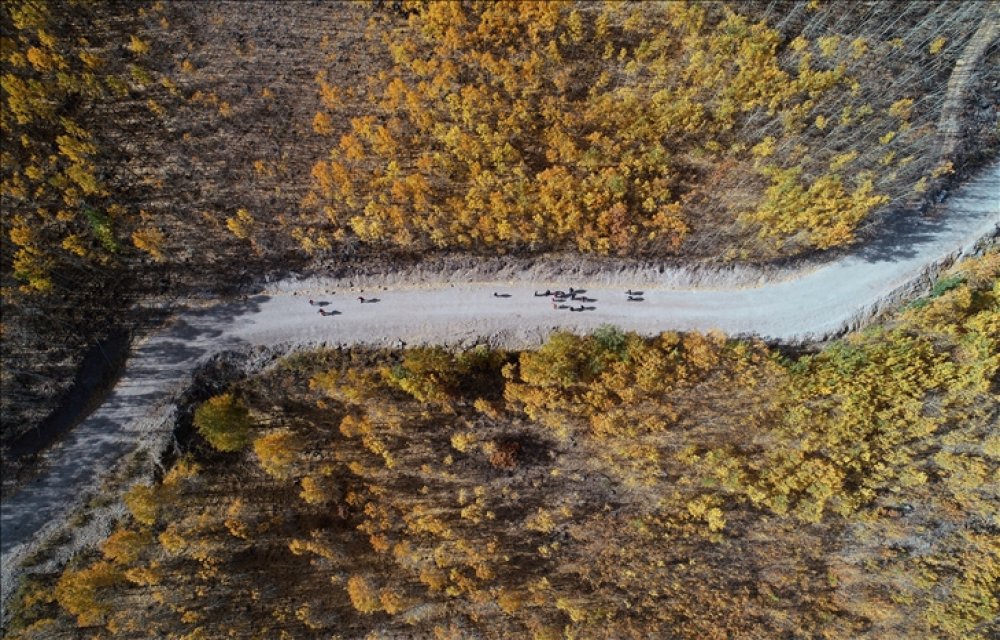 Erciyes'in 'titrek kavakları' sonbahar renkleriyle bezendi