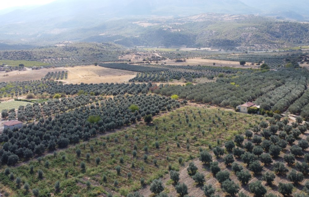 Karaman'da hedef zeytin ve zeytinyağı üretiminde marka olmak