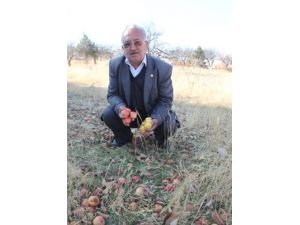 Elma Ağaçları Kurumaya Bırakıldı