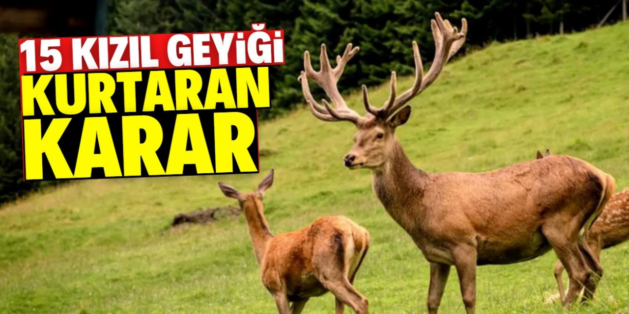 15 kızıl geyiği mahkeme kurtardı