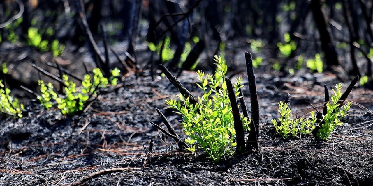 Doğu Akdeniz'de yanan ormanlar Milli Ağaçlandırma Günü'nde fidanla buluşacak