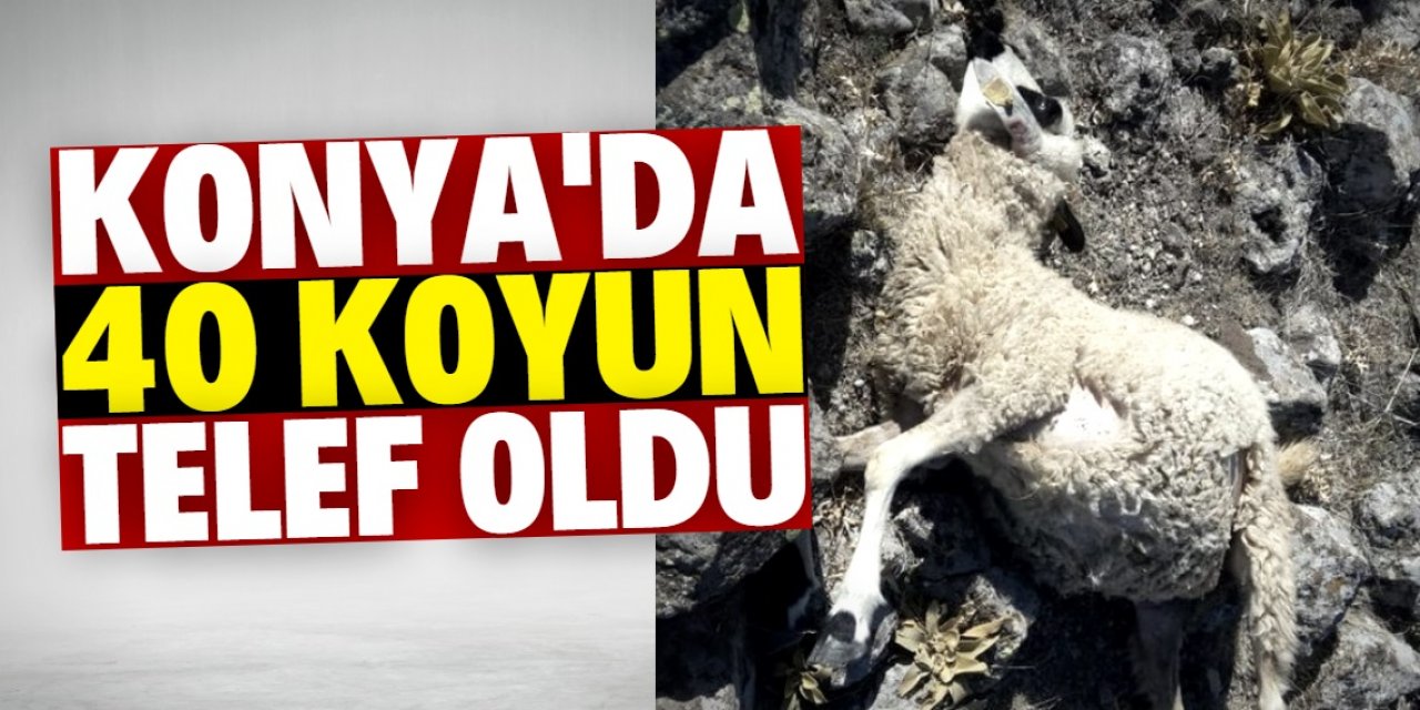 Konya'da sürüye saldıran kurt 40 koyunu telef etti
